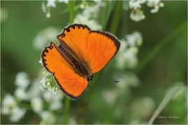 <p>OHNIVÁČEK CELÍKOVÝ (Lycaena virgaureae) Slovensko - Volovské vrchy ---- /Scarce copper - Dukatenfalter/</p>